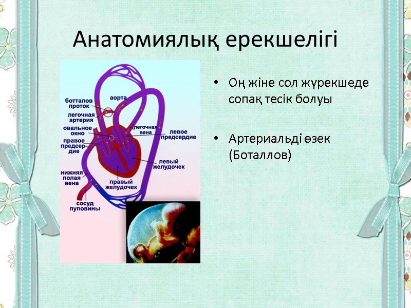 Анатомиялық ерекшелігі Оң жіне сол жүрекшеде сопақ тесік болуы  Артериальді өзек (Боталлов)